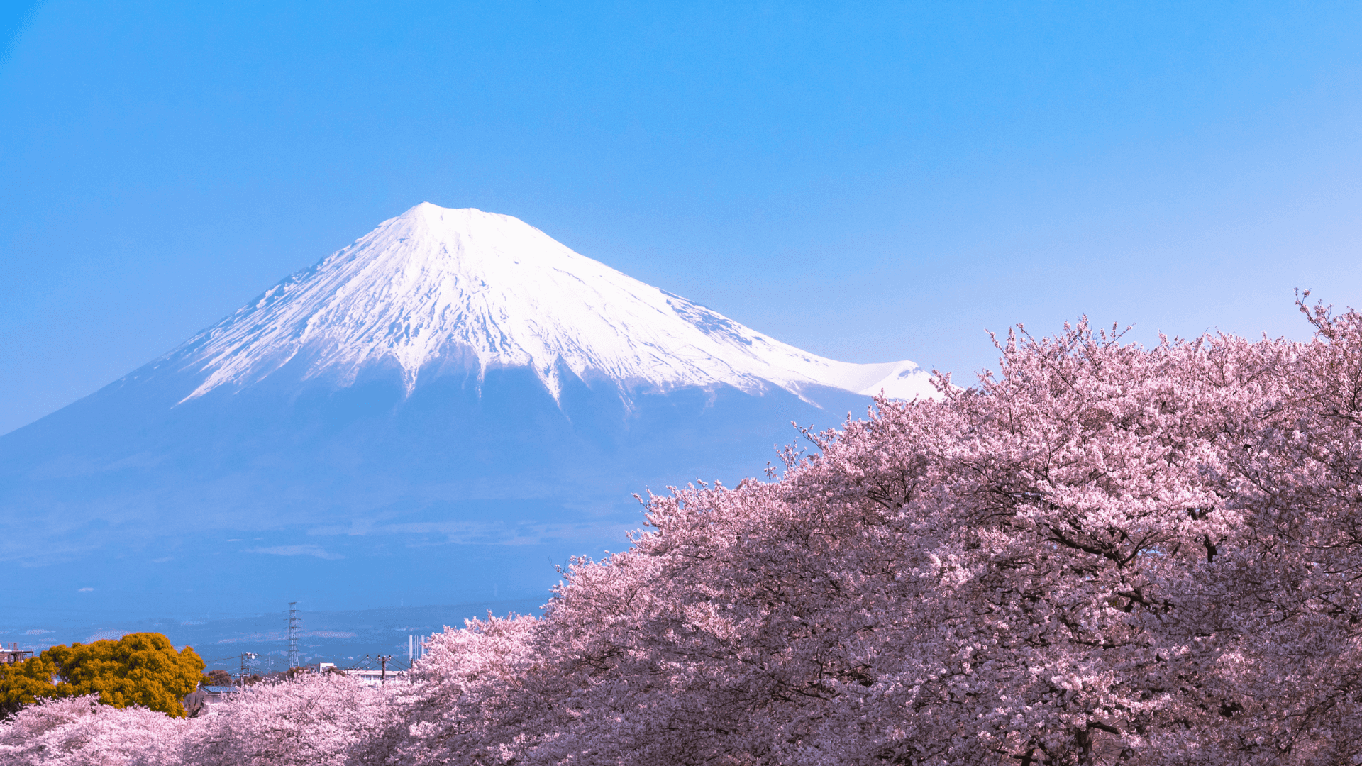 8-Day Japan Highlights Tokyo to Osaka - Image 3