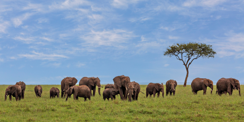 6-Day Wildlife and Nature Safari in Kenya – Discover Nairobi, Masai Mara & Lake Naivasha – photo 6